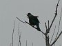 12.56- Tui cravate frisee (Tui) au chant magique